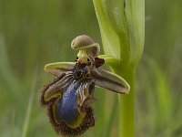 Ophrys speculum 20, Saxifraga-Jan van der Straaten