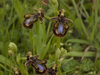 Ophrys speculum 22, Saxifraga-Willem van Kruijsbergen
