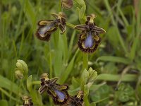 Ophrys speculum 23, Saxifraga-Willem van Kruijsbergen