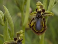 Ophrys speculum 26, Saxifraga-Willem van Kruijsbergen