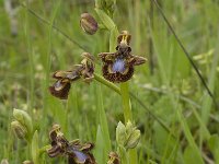 Ophrys speculum 27, Saxifraga-Jan van der Straaten