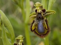Ophrys speculum 28, Saxifraga-Willem van Kruijsbergen