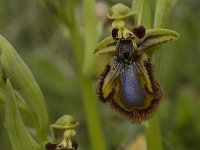 Ophrys speculum 30, Saxifraga-Willem van Kruijsbergen