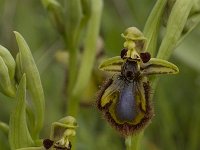 Ophrys speculum 32, Saxifraga-Willem van Kruijsbergen