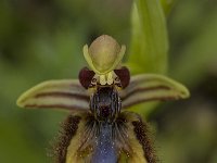 Ophrys speculum 34, Saxifraga-Willem van Kruijsbergen