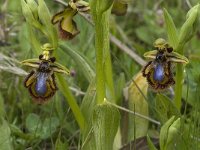 Ophrys speculum 35, Saxifraga-Jan van der Straaten