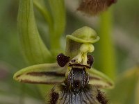 Ophrys speculum 38, Saxifraga-Willem van Kruijsbergen