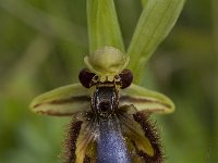 Ophrys speculum 39, Saxifraga-Willem van Kruijsbergen