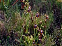 Ophrys speculum 4, Saxifraga-Hans Dekker