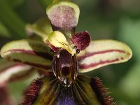 Ophrys speculum 41, Saxifraga-Rutger Barendse