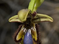 Ophrys speculum 42, Saxifraga-Willem van Kruijsbergen