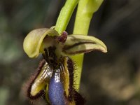 Ophrys speculum 43, Saxifraga-Willem van Kruijsbergen