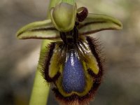 Ophrys speculum 44, Saxifraga-Willem van Kruijsbergen