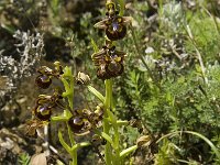 Ophrys speculum 45, Saxifraga-Jan van der Straaten
