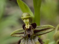 Ophrys speculum 46, Saxifraga-Willem van Kruijsbergen