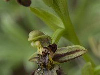 Ophrys speculum 47, Saxifraga-Willem van Kruijsbergen