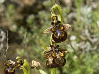 Ophrys speculum 48, Saxifraga-Jan van der Straaten