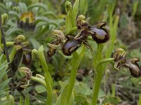 Ophrys speculum 49, Saxifraga-Willem van Kruijsbergen
