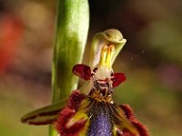 Ophrys speculum 5, Saxifraga-Hans Dekker