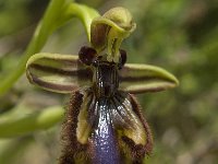 Ophrys speculum 50, Saxifraga-Jan van der Straaten