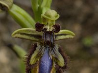 Ophrys speculum 51, Saxifraga-Willem van Kruijsbergen