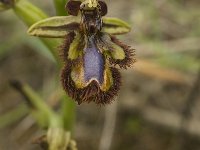 Ophrys speculum 52, Saxifraga-Jan van der Straaten