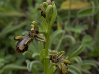 Ophrys speculum 53, Saxifraga-Willem van Kruijsbergen