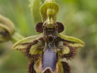 Ophrys speculum 54, Saxifraga-Jan van der Straaten