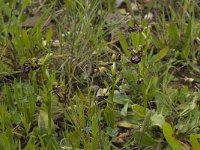 Ophrys speculum 56, Saxifraga-Willem van Kruijsbergen
