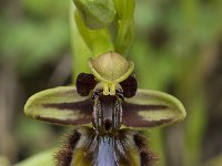 Ophrys speculum 57, Saxifraga-Willem van Kruijsbergen