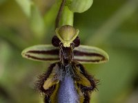 Ophrys speculum 58, Saxifraga-Willem van Kruijsbergen