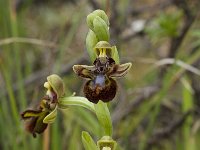 Ophrys speculum 59, Saxifraga-Willem van Kruijsbergen