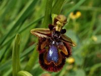 Ophrys speculum 6, Saxifraga-Hans Dekker