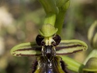 Ophrys speculum 64, Saxifraga-Willem van Kruijsbergen