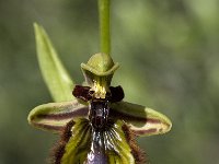 Ophrys speculum 65, Saxifraga-Willem van Kruijsbergen