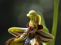 Ophrys speculum 66, Saxifraga-Willem van Kruijsbergen