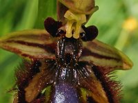 Ophrys speculum 7, Saxifraga-Hans Dekker
