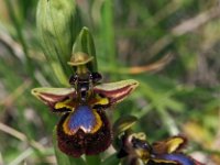 Ophrys speculum 75, Saxifraga-Hans Dekker