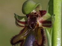 Ophrys speculum 76, Saxifraga-Hans Dekker