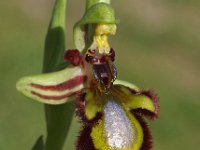 Ophrys speculum 78, Saxifraga-Hans Dekker