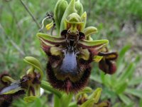 Ophrys speculum 8, Saxifraga-Rutger Barendse