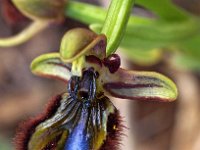 Ophrys speculum 81, Saxifraga-Hans Dekker