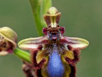 Ophrys speculum 82, Saxifraga-Hans Dekker