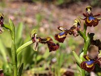 Ophrys speculum 84, Saxifraga-Hans Dekker