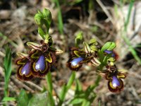 Ophrys speculum 85, Saxifraga-Ed Stikvoort