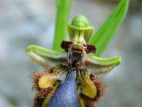 Ophrys speculum 86, Saxifraga-Ed Stikvoort