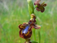 Ophrys speculum 88, Saxifraga-Ed Stikvoort
