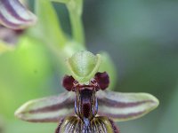 Ophrys speculum 9, Saxifraga-Rutger Barendse