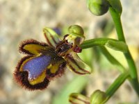 Ophrys speculum 90, Saxifraga-Ed Stikvoort
