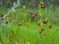 Ophrys speculum 91, Saxifraga-Ed Stikvoort